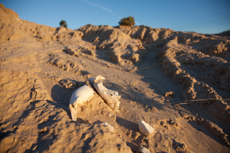 skeletal remains of the mungo man Pleistocene man in australia: age and significance of the mungo skeleton mungo iii skeletal remains australia's oldest human remains, found at lake mungo. skeletal remains of the mungo man Pleistocene man in australia: age and significance of the mungo skeleton mungo iii skeletal remains australia's oldest human remains, found at lake mungo.