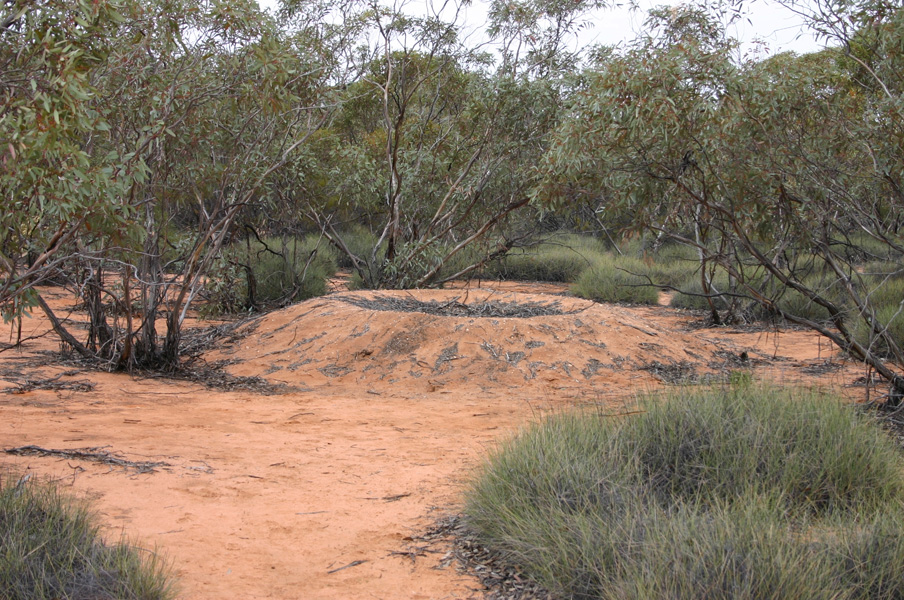 White Insect Eggs Mallee Fowl incubate their eggs in large mounds scraped together from ...