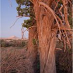 Old cypress pine at Vigars Well. Photograph © Ian Brown