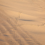 Tracks of invertebrates are difficult to identify. Photograph © Ian Brown