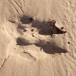 Kangaroo tracks.