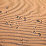 Rabbit tracks show how the animal hops forward using both front and rear legs. Photograph © Ian Brown